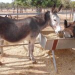 donkey